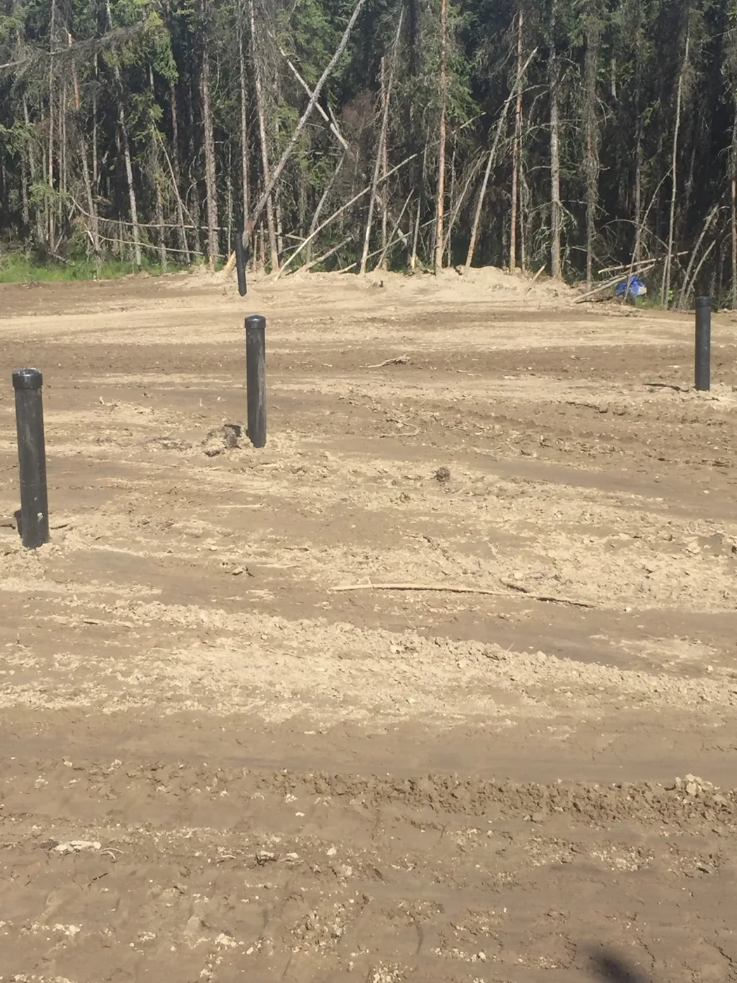 Cleared site with upright pipes and surrounding trees
